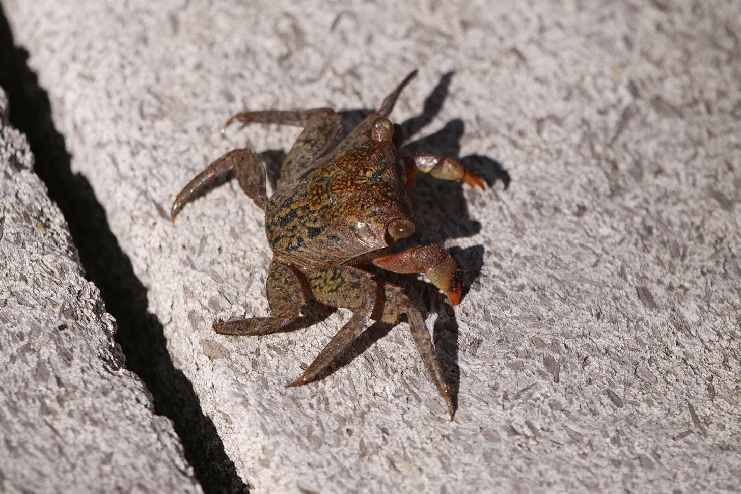 Mangrove Tree Crab Mangrove Tree Crab